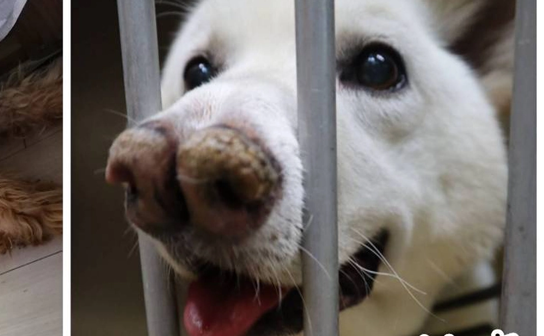 全力応援コース