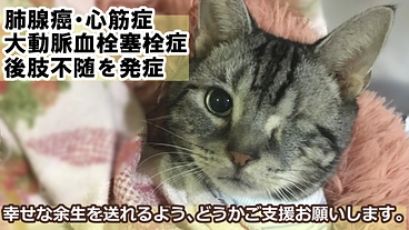 肺腺癌・大動脈血栓塞栓症・心筋症等を発症、ご支援お願い致します。 のトップ画像