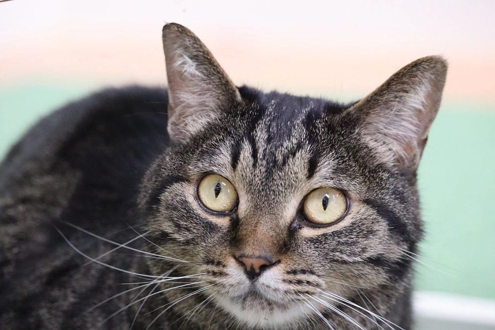 FIPの治療を開始しました！