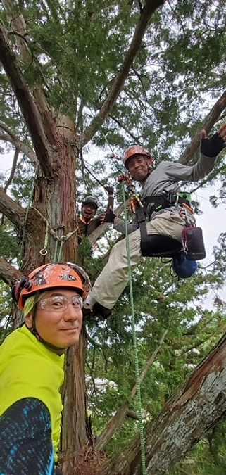 杉の木の治療、開始します！