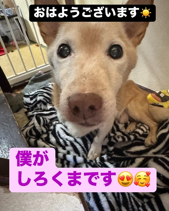 3月13日に病院に支払い完了しました。