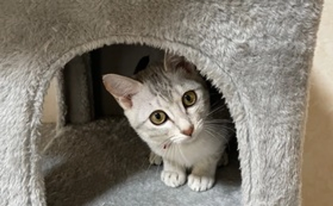 【モナ応援コース】500円