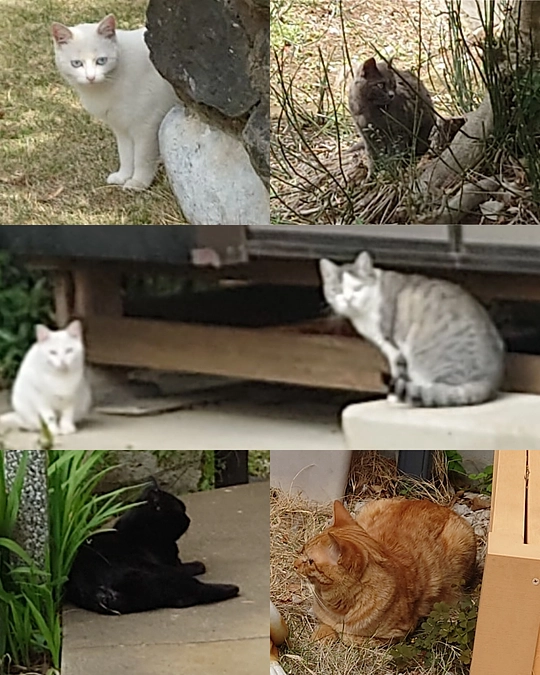 本日はTNR現場環境確認へ