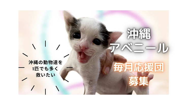 沖縄の動物たちを一匹でも多く救い続けたい！毎月応援団募集！！