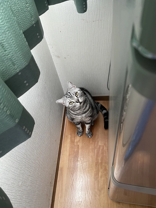 本日の銀時(経過観察19日目)