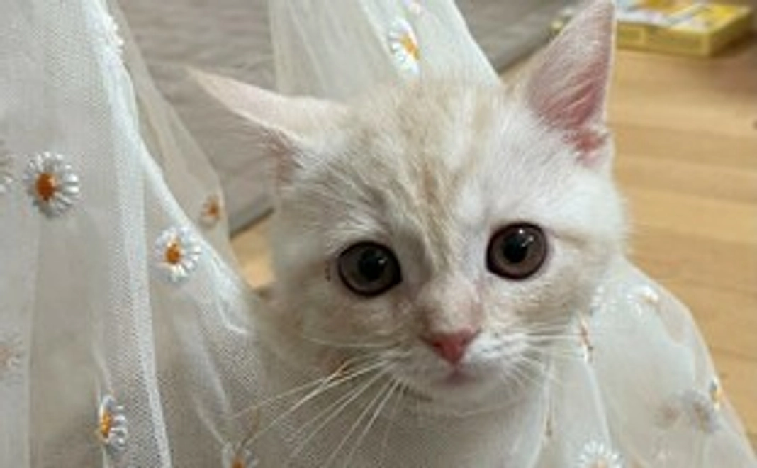 お礼のメール・ここの写真