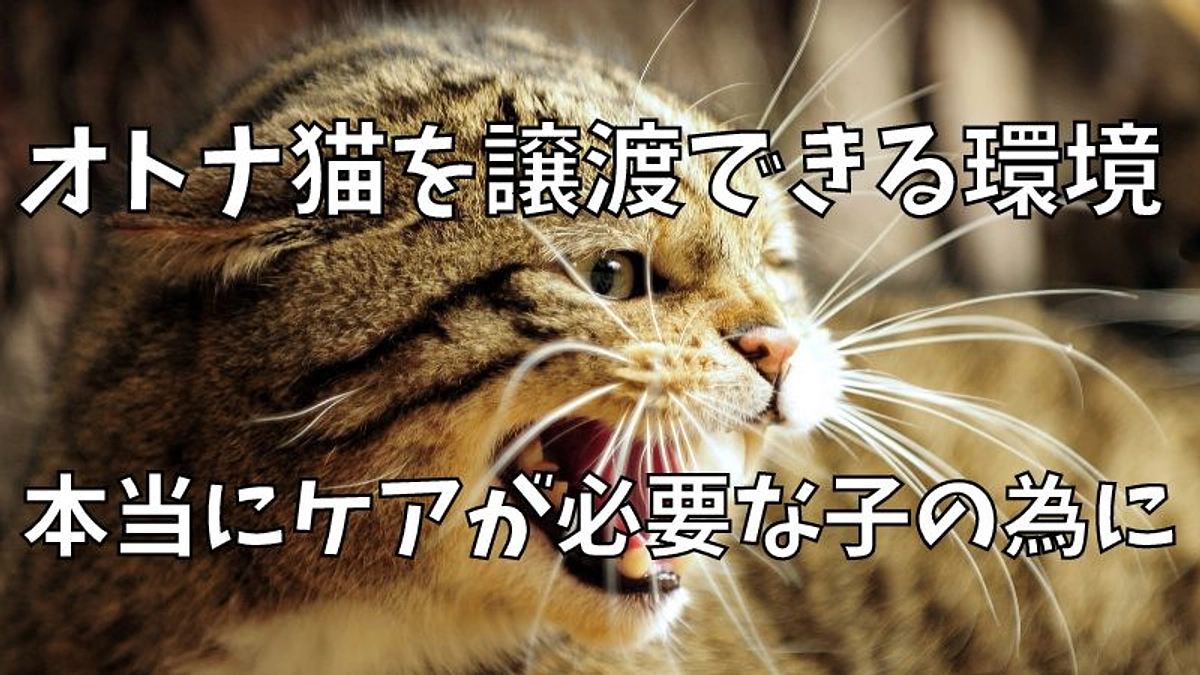 【原点】オトナ猫にチャンスを下さい！多頭飼育状態になりやすい環境から譲渡へ繋ぐ架け橋