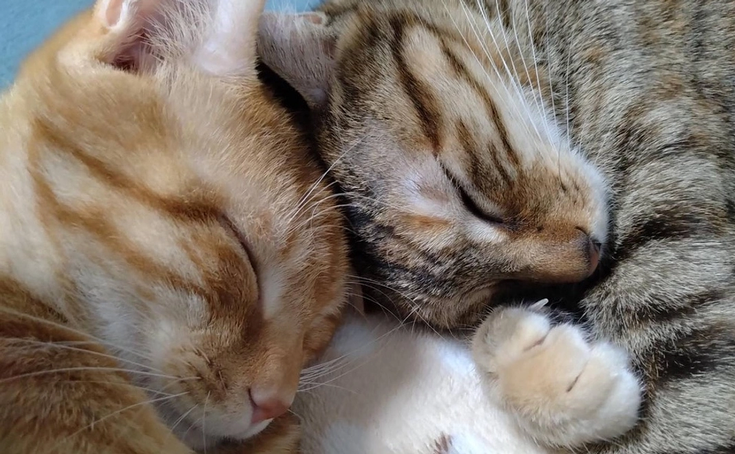 【リターン不要な方向け】アニすま応援コース10,000円