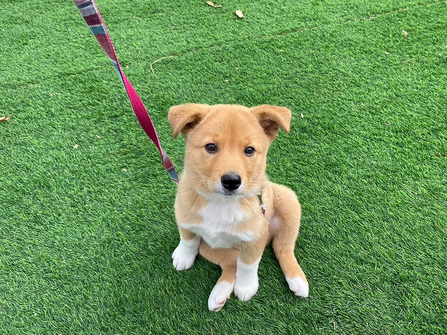 📢 第3.5期生、パピーケアプログラム スタート！ 🐶✨