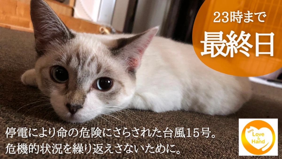 【本日最終日です】　23時まで！最後の一押しのお願い　｜　チャト君　トライアル決まりました