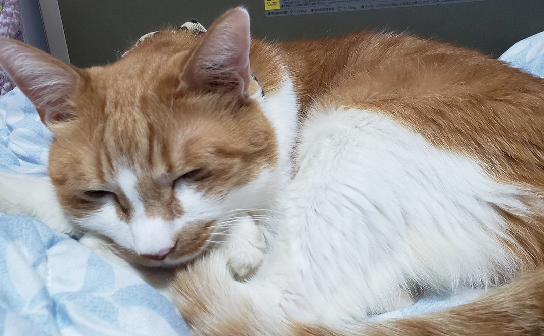 いっちゃん　応援1　ご支援よろしくお願い致します。