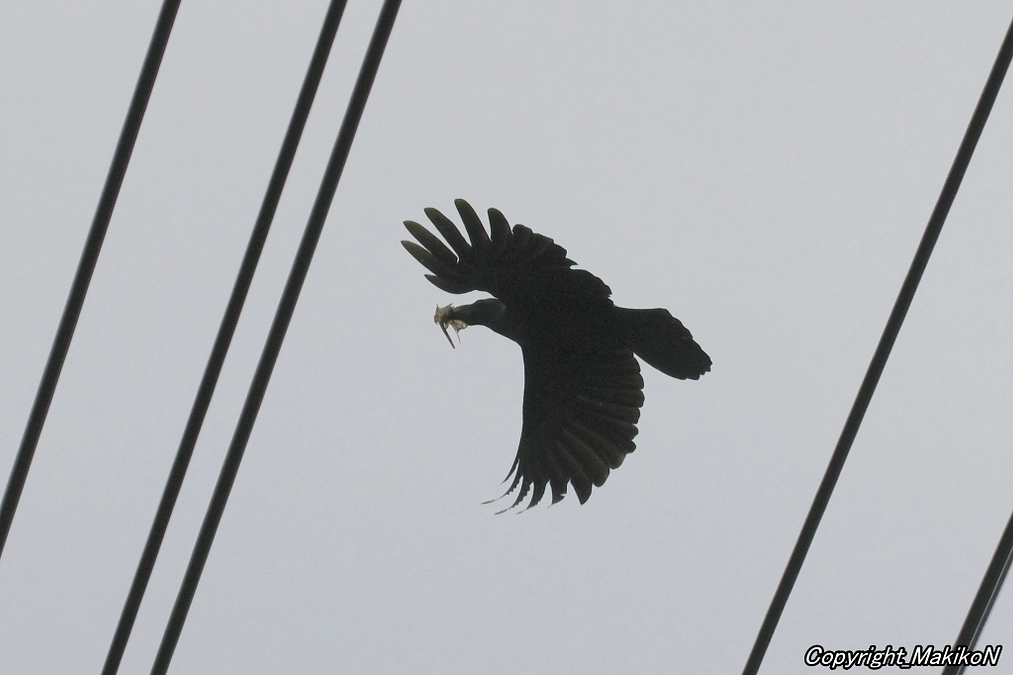 巣立ちのピークに突入