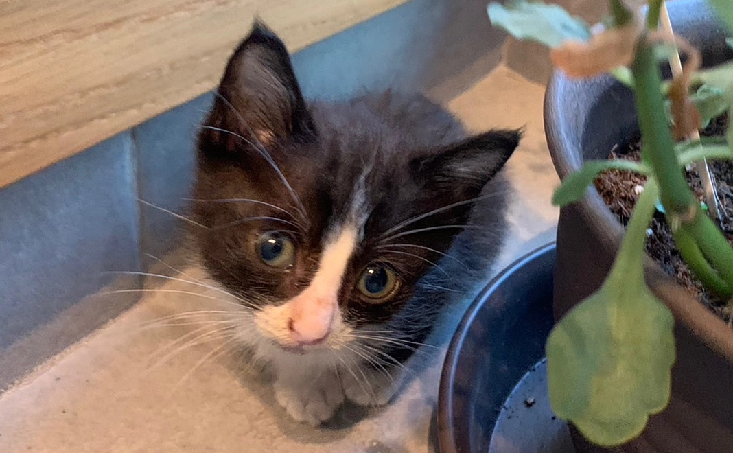 ぐりくんがんばれ(リターン不要)