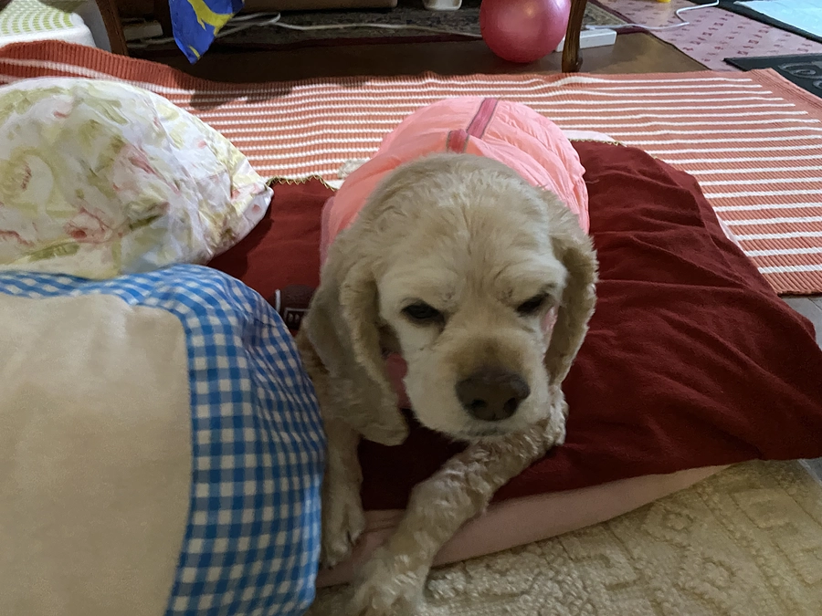 今朝ご支援また頂きました　現在681000円です　あと19000円不足しています　お願いします