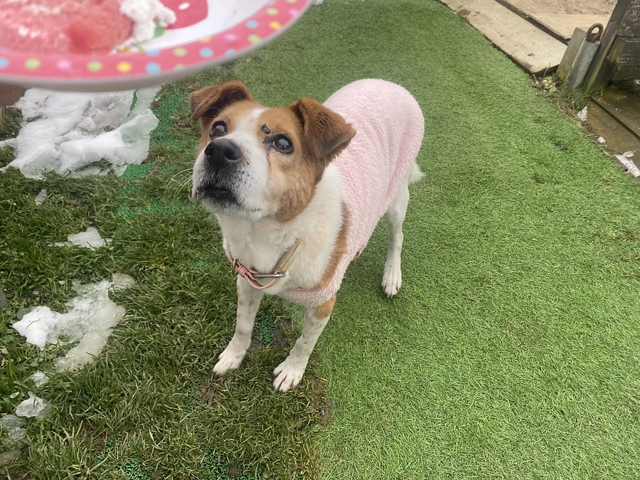 【シェルターNEWS】特別なおやつをいただきました！