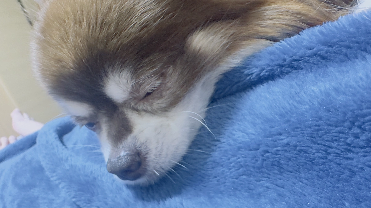 なかなかお薬だけでは飲んでくれず。。。