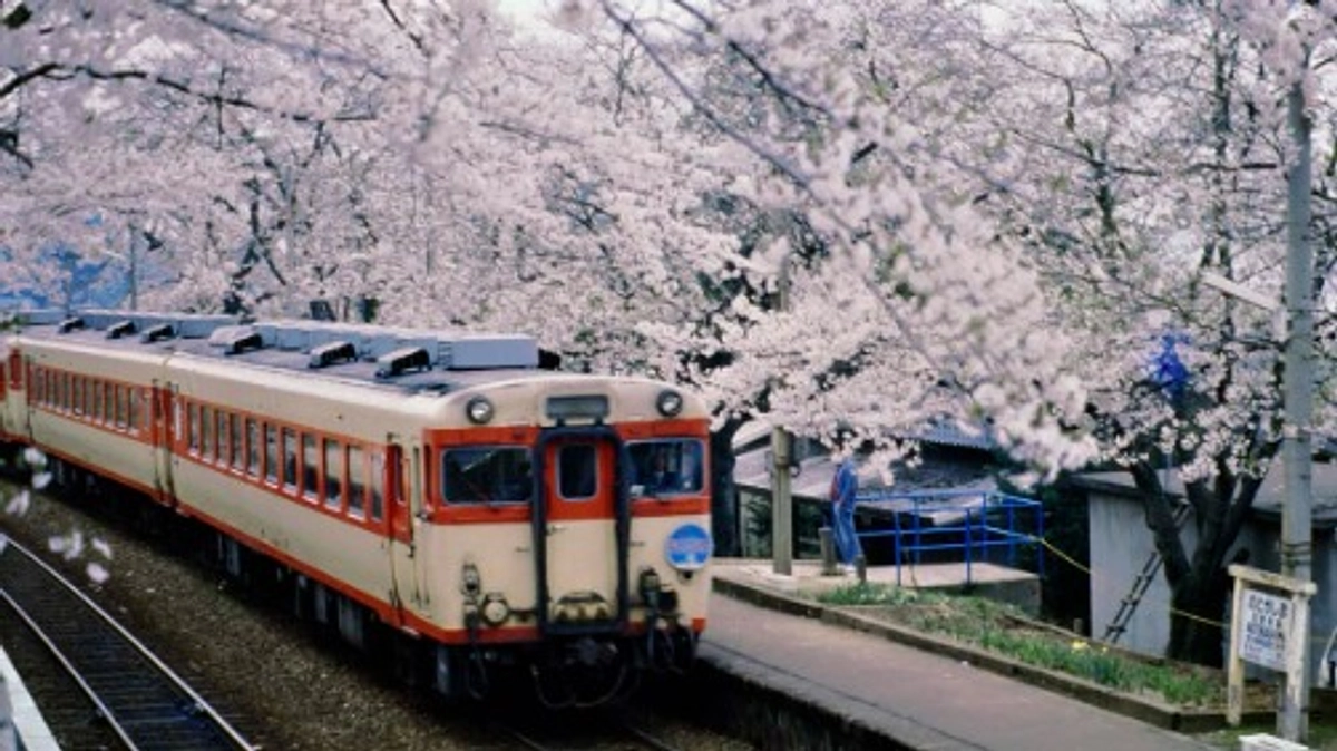 励まし励まされの毎日です～今年も桜の季節です～
