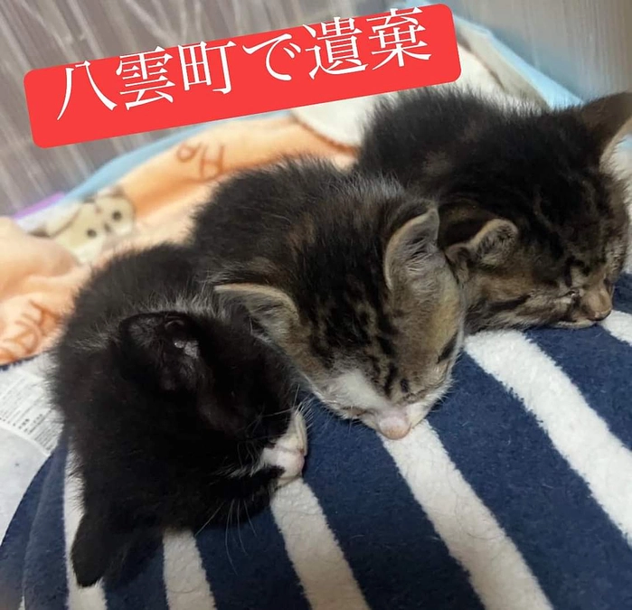 今年初の遺棄案件