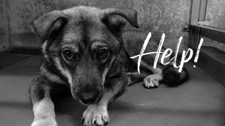 殺処分から救いたい！犬・猫の保護シェルター建設プロジェクト