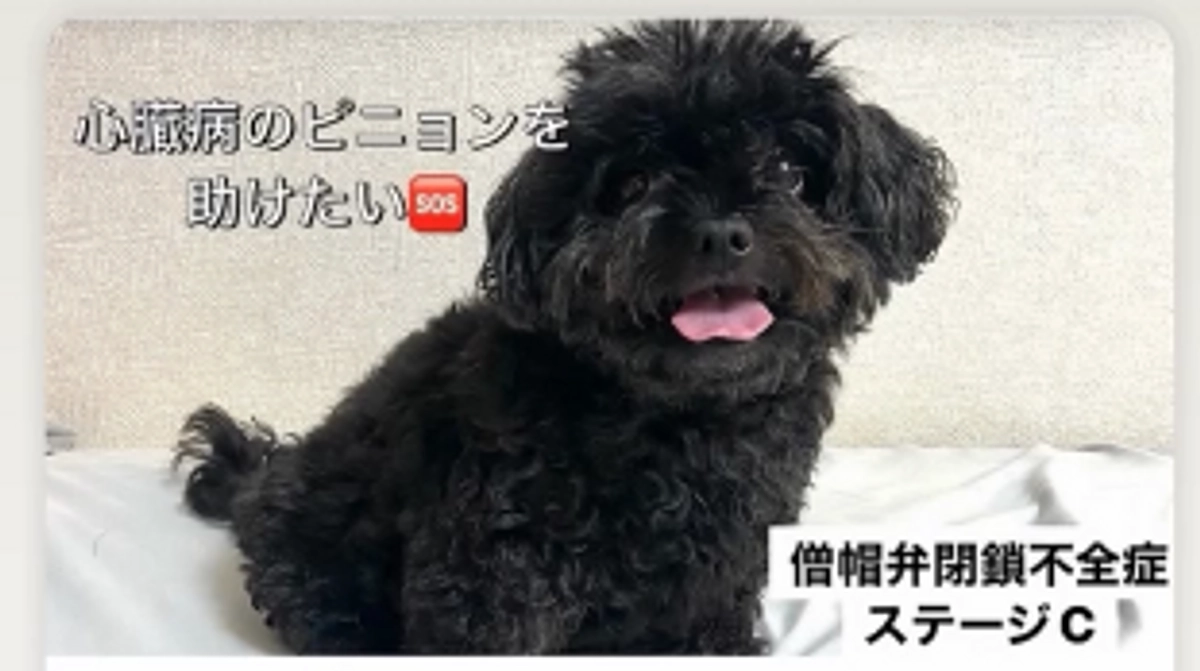 クラファンスタートしました📢