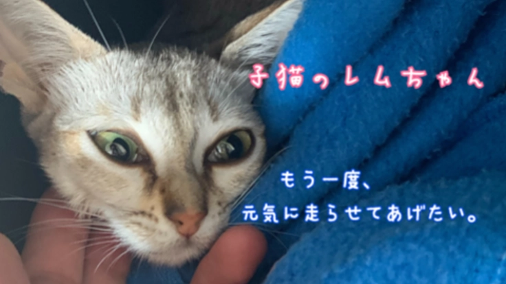 死を待つしかないと言われた子猫。新薬を使って救いたい！