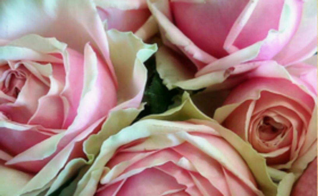 割引注文の権利（権利証明書）