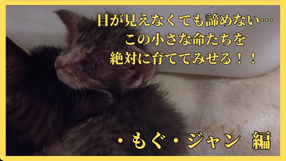 目が見えなくても諦めない《・もぐ・ジャン 編》