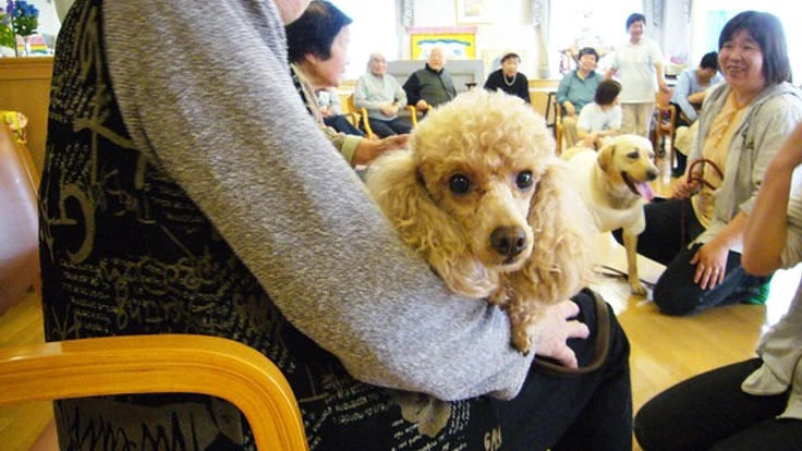 セラピードッグ育成訓練施設を作り、高齢者へ笑顔を届けよう！