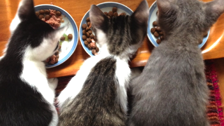 埼玉県坂戸市で飼い主のいない猫のシェルターの治療を続けたい！