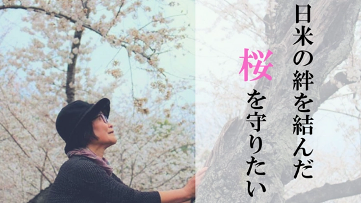タフト桜よ、生きて伝えて！日米友好のシンボルの桜を救いたい！