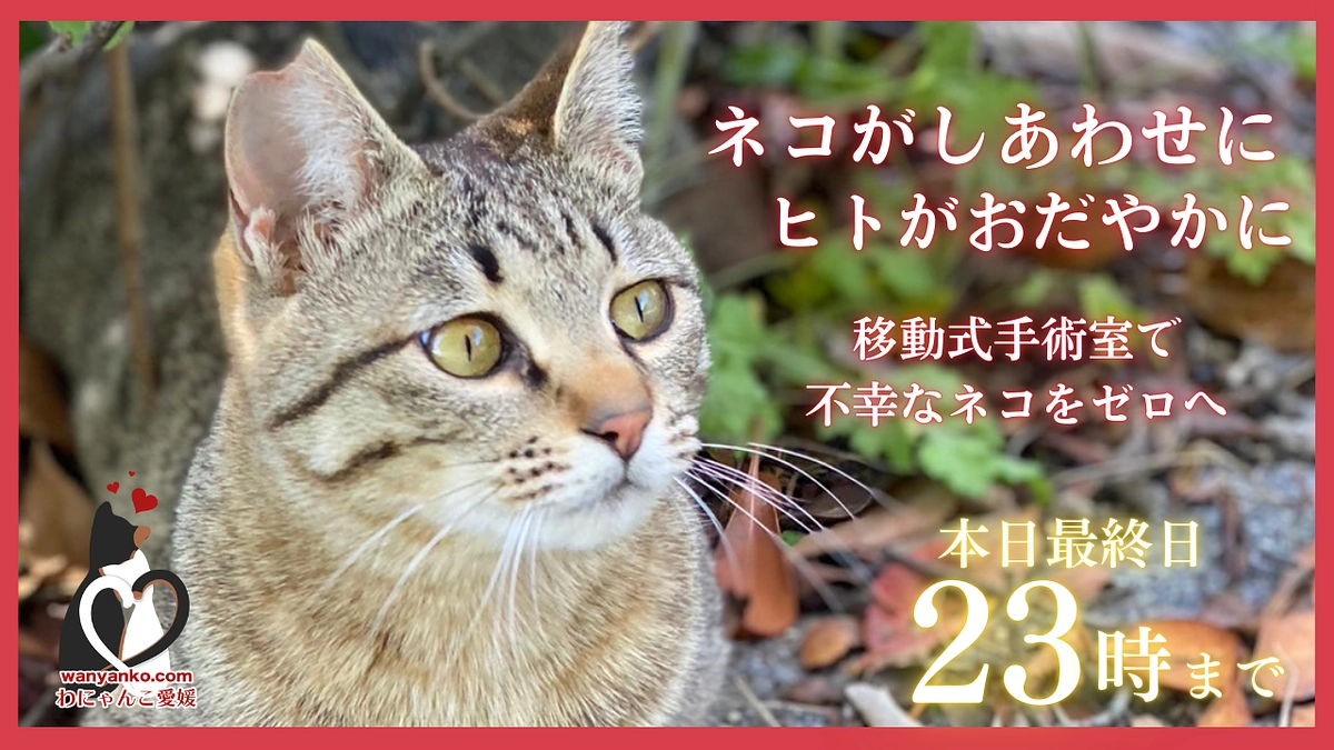 【山の遺棄の子のために、500万円まで届いてほしい！】本日最終日！最後まで一緒に走り抜けてください。