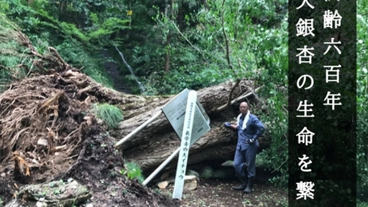 群馬 樹齢600年の長学寺・大銀杏が台風で倒木！再生保護に挑む