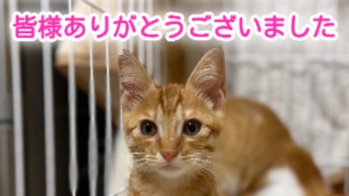 8月も皆様のおかげでたくさんの猫ちゃんに支援することができました！