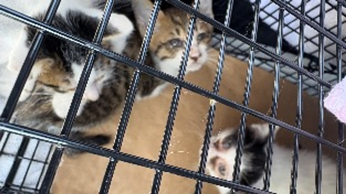 あと10日/クラファン中でもレスキューは止まらない