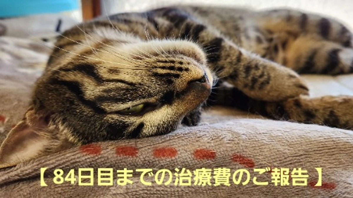 【投薬８４日目までの治療費のご報告】