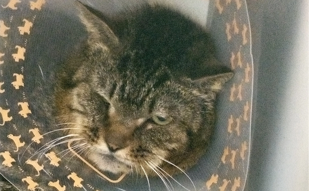 ありがとうの気持ちメールをお送りします。