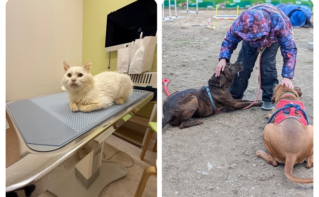 アニパレサポーターA