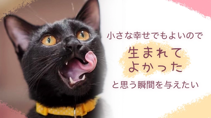 捨てられた小さな命に幸せを。譲渡型保護猫カフェの継続運営にご支援を