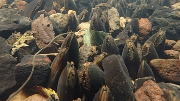 岩手県 安家川 をカワシンジュガイが生息する日本屈指の夢の清流に！ のトップ画像