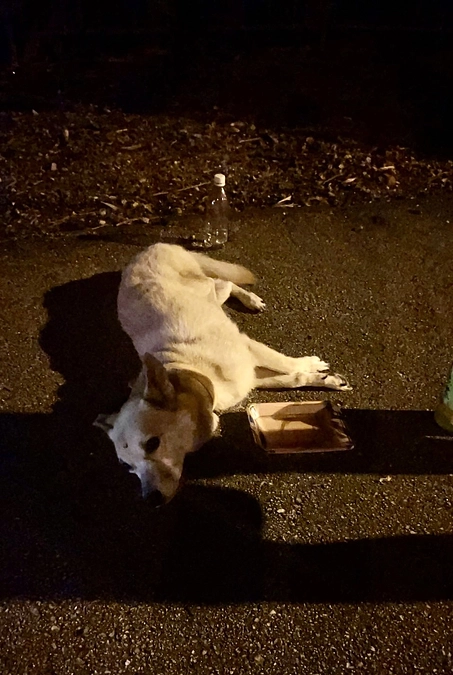 ひき逃げにあったワンちゃんの対応にあたりました