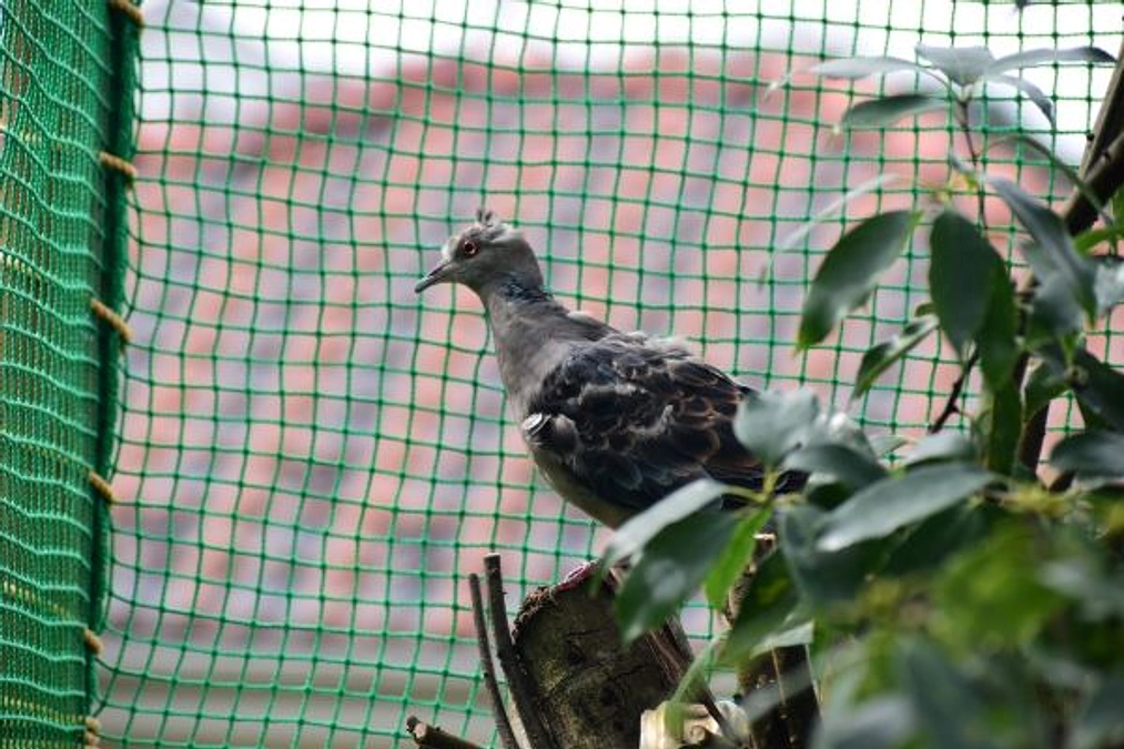 【リリース情報】2羽のキジバト