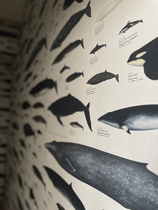 ついに壁紙が・・・