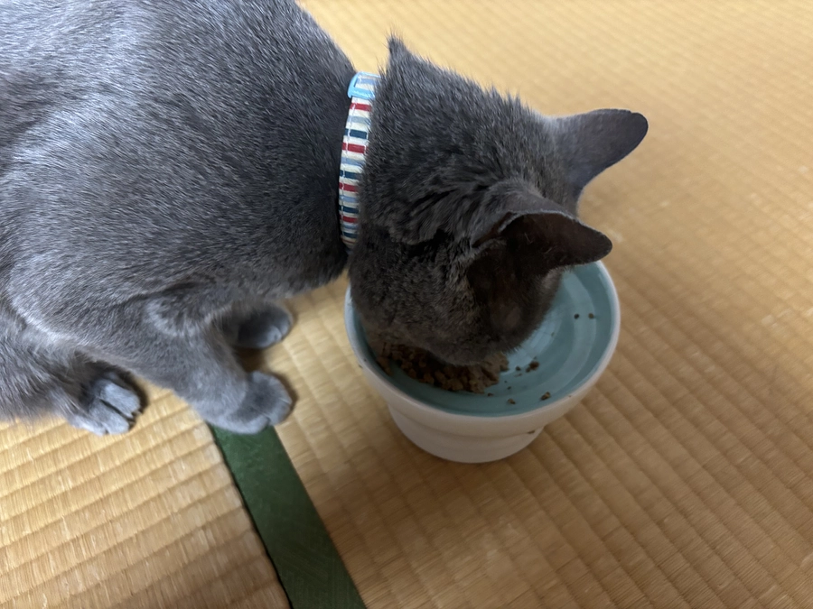 尿路ケア用の缶詰を購入しました