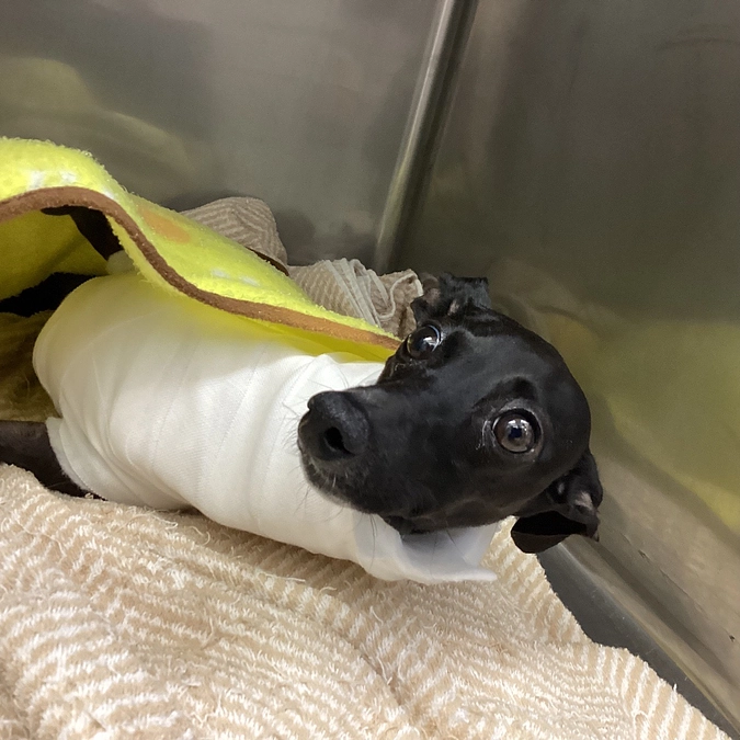 久しぶりのおちゃめなティアラ✨