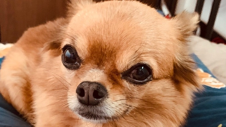 手術費のお願い 僧帽弁形成手術を受けてうらに元気になってほしい