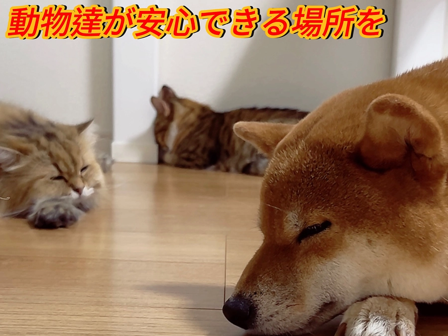 残り５日皆さんの思いを動物達へ