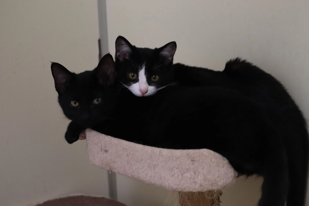 プロジェクト達成しました！