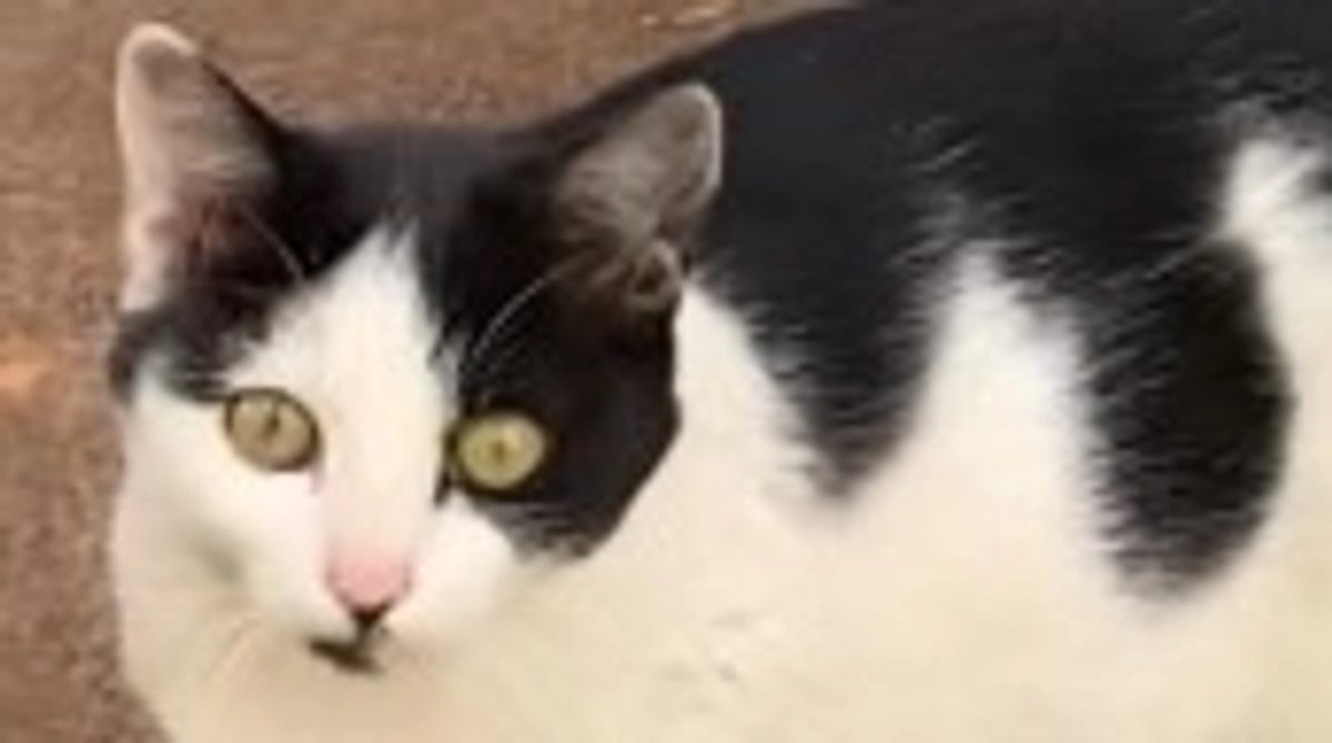 募集期間が終了しました