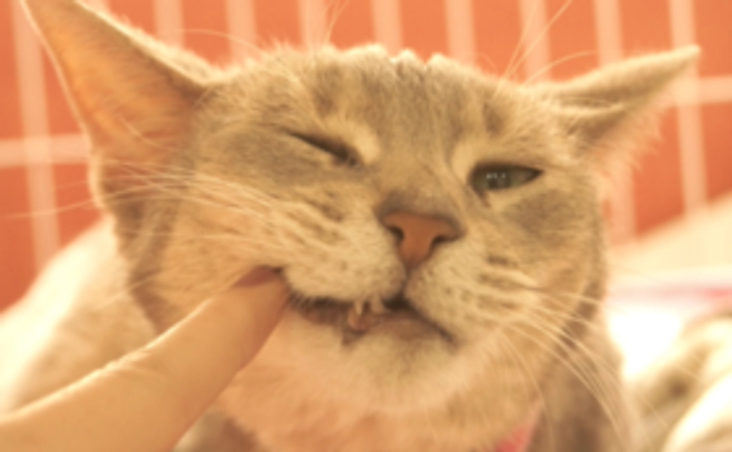 【応援コース】さらにたくさんの猫達を救うために、お力添えをよろしくお願いいたします。