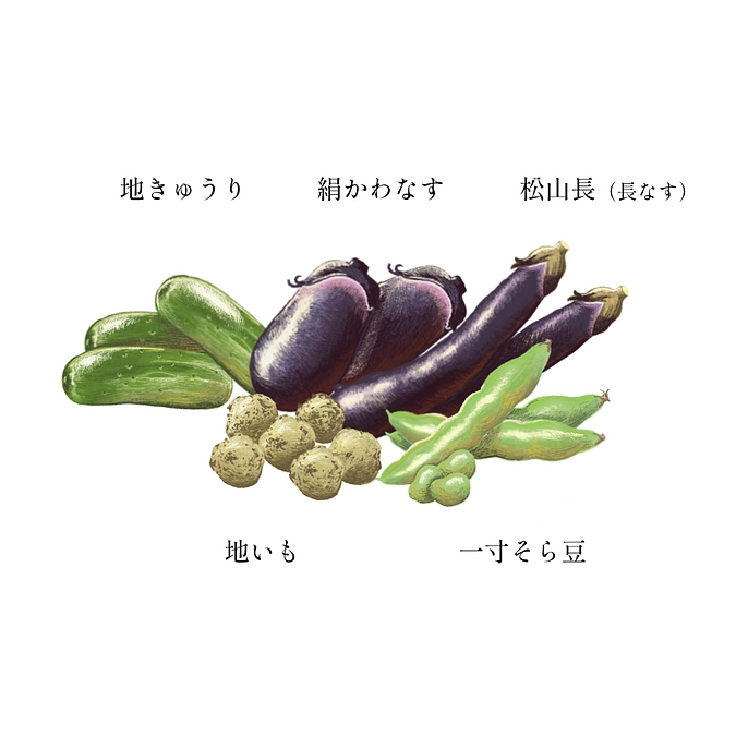 伝統野菜のイメージイラストを描いてもらいました！